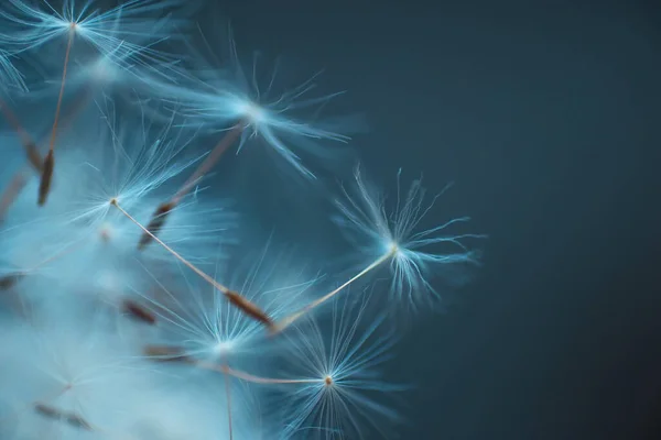 Weiße Antenne Löwenzahnsamen Auf Blauem Hintergrund Stockbild