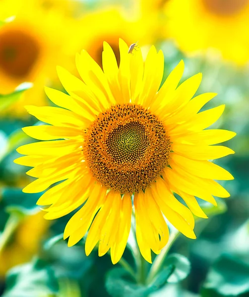 Beautiful Sunflower Natural Background Sunflower Blossom Sunflower Oil Improves Skin — Stock Photo, Image