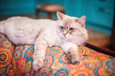 Mavi gözlü, tüylü, güzel bir Sibirya kedisi renkli bir kanepede uzanıyor. Kedi çifti Nevsky Maskeli Balosu