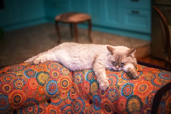 Beautiful Fluffy Light Siberian Cat Blue Eyes Lies Room Colored — Stock Photo, Image