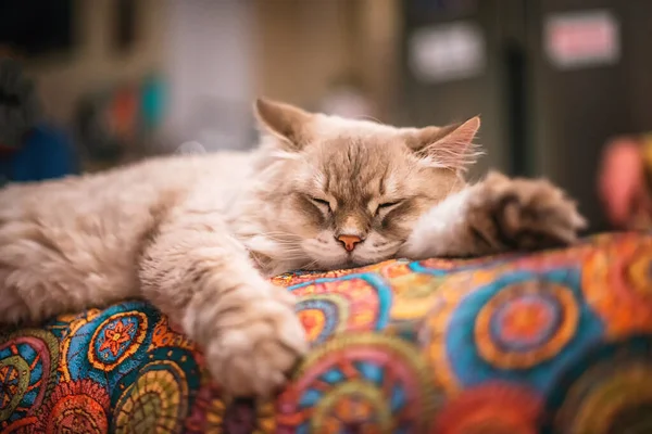 Beautiful Fluffy Light Siberian Cat Blue Eyes Lies Room Colored — Stock Photo, Image