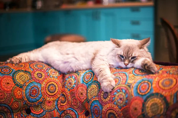 A beautiful fluffy light Siberian cat with blue eyes lies in the room on a colored sofa. Cat breed Nevsky Masquerade