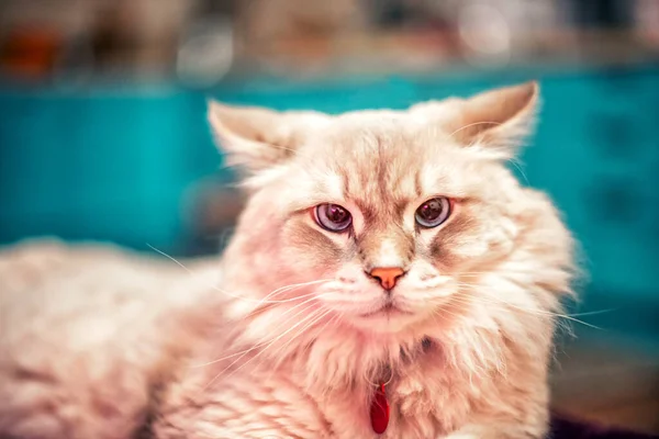 Beautiful Fluffy Light Siberian Cat Blue Eyes Lies Room Colored — Stock Photo, Image