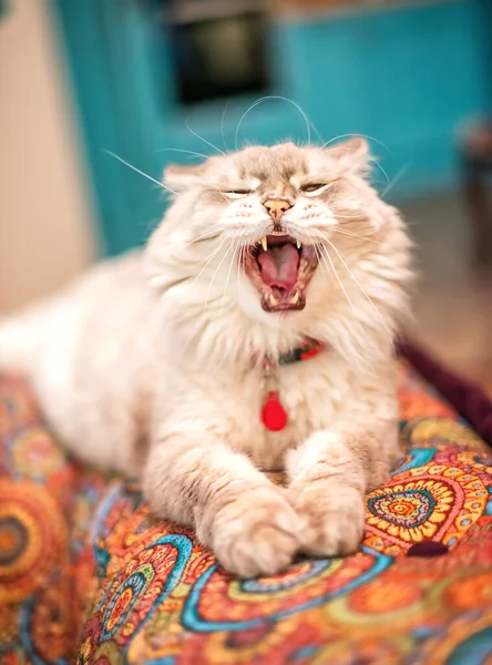 Beautiful Fluffy Light Siberian Cat Blue Eyes Lies Room Colored — Stock Photo, Image