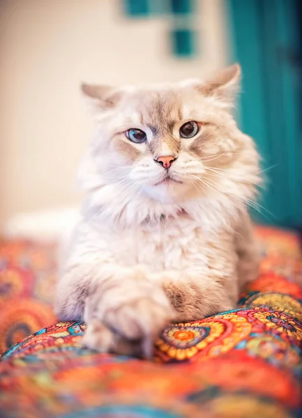 Eine Schöne Flauschige Sibirische Katze Mit Blauen Augen Liegt Zimmer — Stockfoto