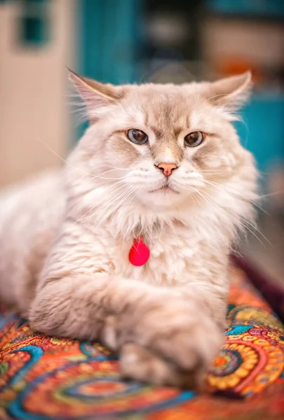 Beautiful Fluffy Light Siberian Cat Blue Eyes Lies Room Colored — Stock Photo, Image