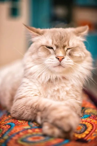 Красивая Пушистая Светло Сибирская Кошка Голубыми Глазами Лежит Комнате Цветном — стоковое фото