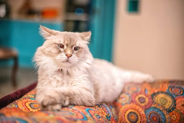 Belo Gato Siberiano Leve Fofo Com Olhos Azuis Fica Quarto — Fotografia de Stock
