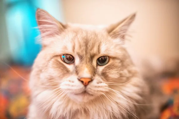 一只长着蓝眼睛的美丽毛绒绒的西伯利亚猫躺在房间里的彩色沙发上 猫科动物Nevsky Masquerade — 图库照片