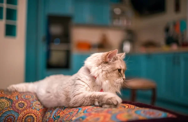 一只长着蓝眼睛的美丽毛绒绒的西伯利亚猫躺在房间里的彩色沙发上 猫科动物Nevsky Masquerade — 图库照片