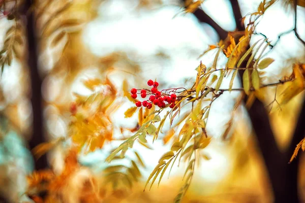 ぼやけた背景に枝に果実をローワン 選択的フォーカス 秋の背景 — ストック写真