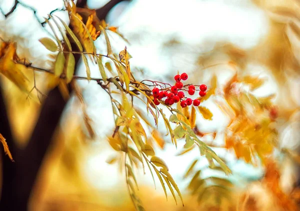 Rowan Berries Branch Blurred Background Selective Focus Autumn Background — Stock Photo, Image