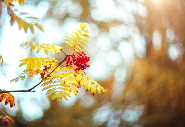 Rowan Berries Branch Blurred Background Selective Focus Autumn Background — Stock Photo, Image