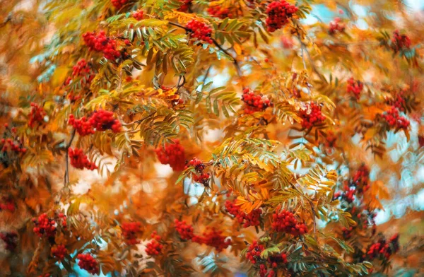 Rowan Berries Branch Blurred Background Selective Focus Autumn Background — Stock Photo, Image