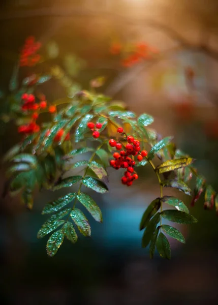 Rowan Berries Branch Blurred Background Selective Focus Autumn Background — Stock Photo, Image