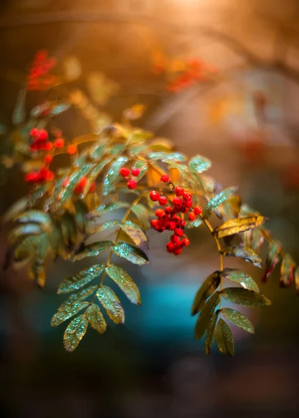 車で多色の秋の葉 選択的フォーカス 秋の気分 — ストック写真
