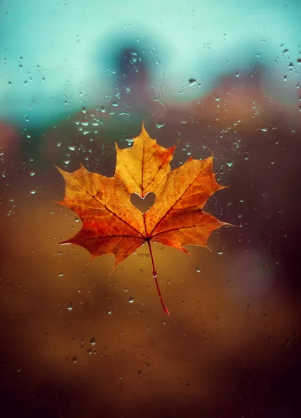 A beautiful maple leaf with a heart inside on a wet window with rain drops. Autumn mood. Valentine\'s Day