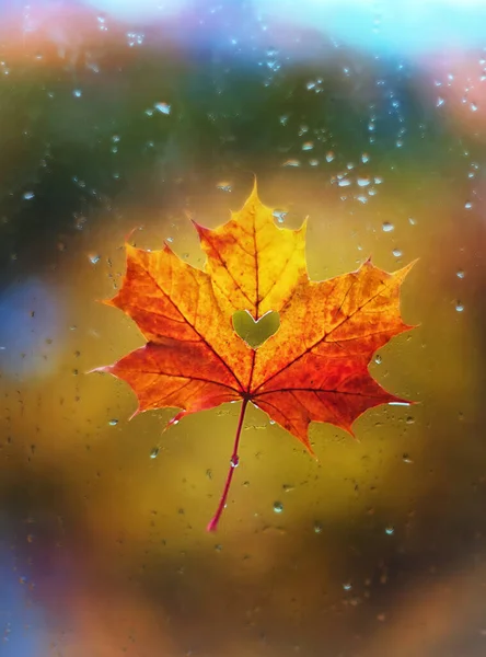 A beautiful maple leaf with a heart inside on a wet window with rain drops. Autumn mood. Valentine\'s Day