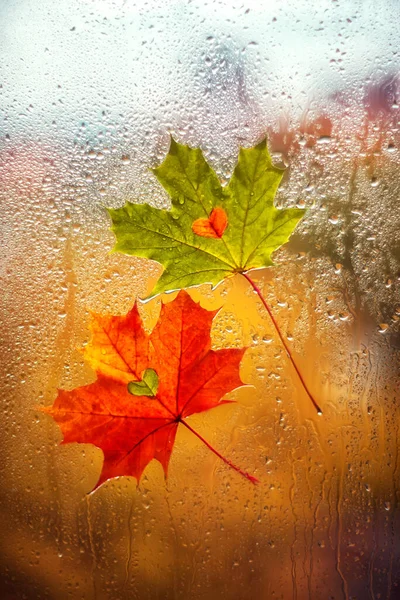 Dos Hojas Arce Otoño Multicolor Con Corazón Una Ventana Húmeda —  Fotos de Stock