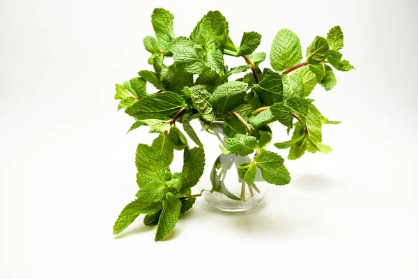 Rametti Menta Bicchiere Sfondo Bianco — Foto Stock