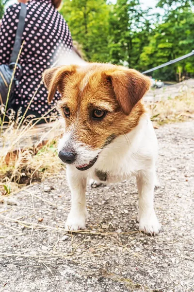 Hilarious Funny Terrier Walk — Stock Photo, Image