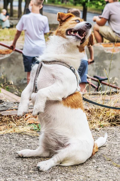 Rolig Rolig Terrier Promenad — Stockfoto