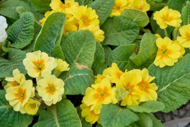 Sarı renkli çiçekler, çuha çiçeği sıradan üst manzara..