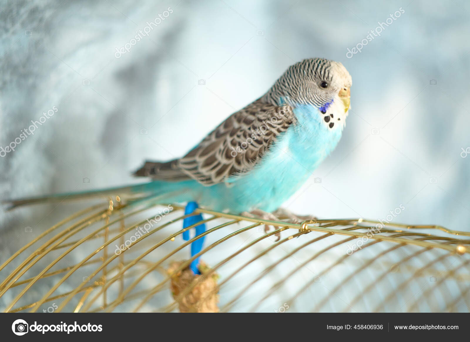 Burung Beo Bergelombang Dengan Bulu Biru Duduk Di Kandang Stok Foto C Photoalexmarchenko Gmail Com 458406936