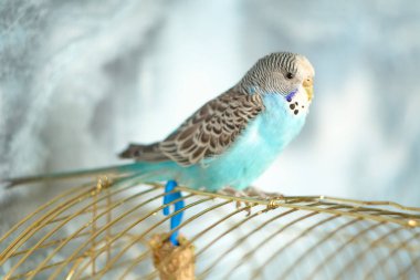 Mavi tüylü erkek dalgalı papağan bir kafeste oturur..