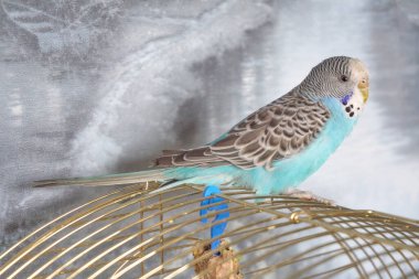 Mavi tüylü, dalgalı papağan kafeste oturuyor..