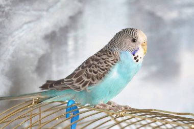 Mavi tüylü erkek dalgalı papağan bir kafeste oturur..