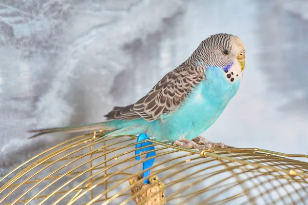 Mavi tüylü, dalgalı papağan kafeste oturuyor..