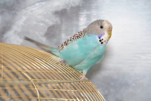 Oyuncu, mavi kaplamalı muhabbet kuşu bir kafeste oturur..