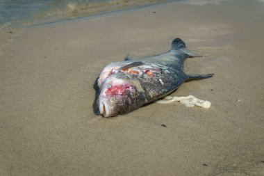 Suya yakın kumda ölü balıklar, ekoloji, su kirliliği