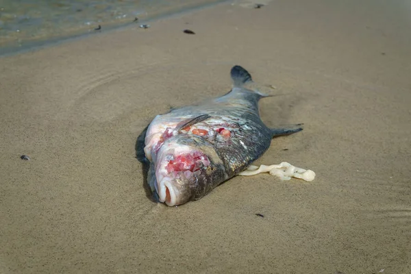 Dead fish on the sand near the water, ecology, water pollution