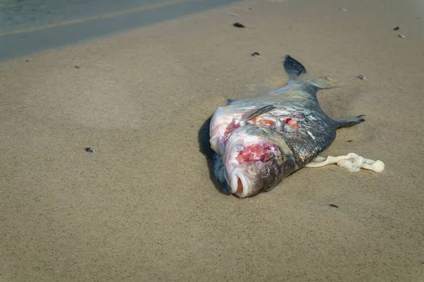 Dead fish on the sand near the water, ecology, water pollution