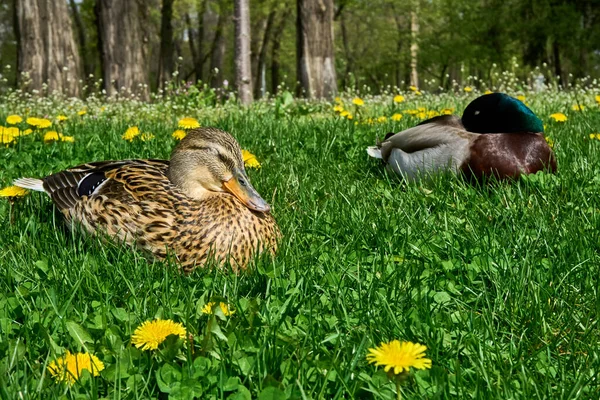 Two Wild Ducks Resting Green Grass Sunny Day — Stock Photo, Image