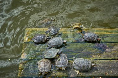 Kaplumbağalar güneşin tadını çıkarıyorlar. Sudaki ahşap platformda.