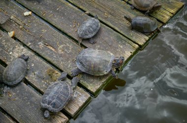 Kaplumbağalar güneşin tadını çıkarıyorlar. Sudaki ahşap platformda.