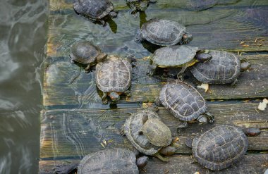 Kaplumbağalar güneşin tadını çıkarıyorlar. Sudaki ahşap platformda.