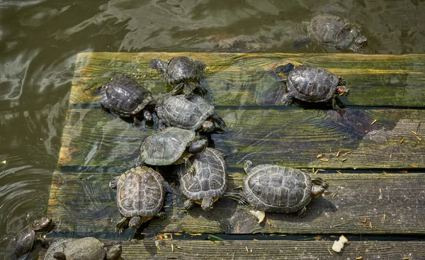 Schildpadden Koesteren Zich Zon Een Houten Platform Het Water — Stockfoto