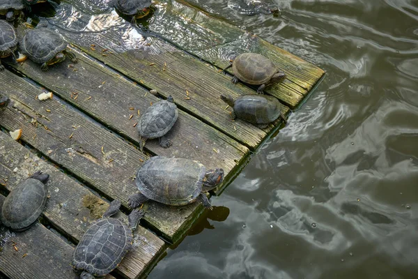 Schildpadden Koesteren Zich Zon Een Houten Platform Het Water — Stockfoto