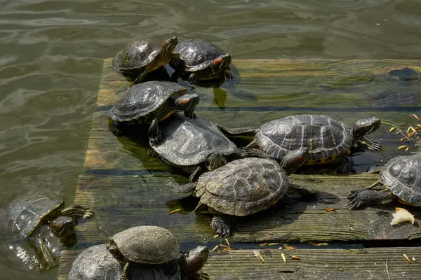 Schildpadden Koesteren Zich Zon Een Houten Platform Het Water — Stockfoto