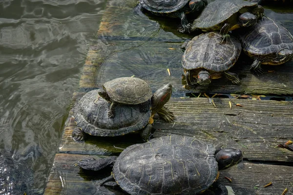 Schildpadden Koesteren Zich Zon Een Houten Platform Het Water — Stockfoto