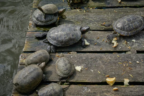 水の中の木製のプラットフォーム上の太陽の下で日光浴亀 — ストック写真