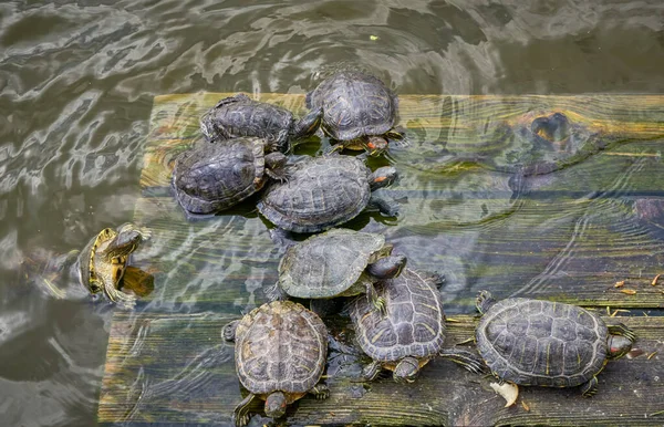 Schildpadden Koesteren Zich Zon Een Houten Platform Het Water — Stockfoto