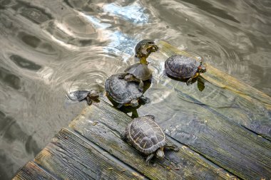 Kaplumbağalar güneşin altında güneşleniyorlar. Sudaki ahşap bir platformda, en üst manzarada.