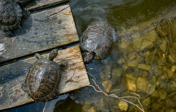 Two Turtles Basking Sun Wooden Platform Water — Stock Photo, Image