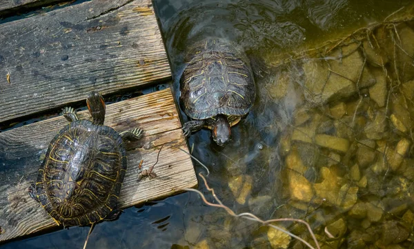 Дві Черепахи Сонці Дерев Яній Платформі Воді — стокове фото