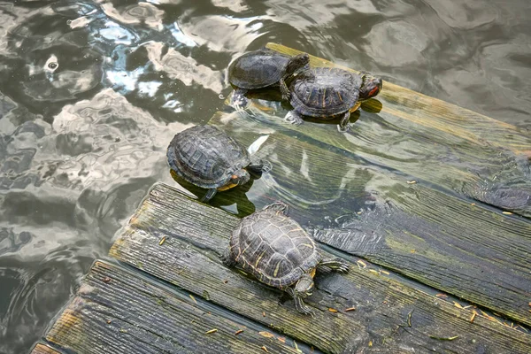 Schildpadden Koesteren Zich Zon Een Houten Platform Het Water — Stockfoto